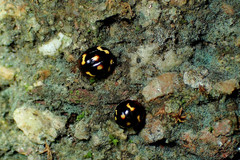 Derispia maculipennis