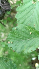 Eriophyes alniincanae