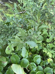 Salix cinerea
