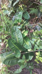Philodendron renauxii