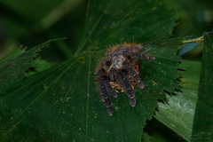 Omothymus schioedtei