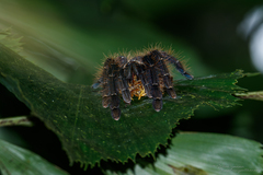 Omothymus schioedtei
