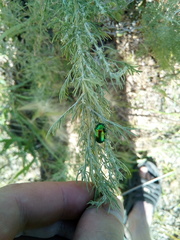 Chrysolina graminis