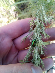 Chrysolina graminis