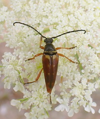 Typocerus acuticauda