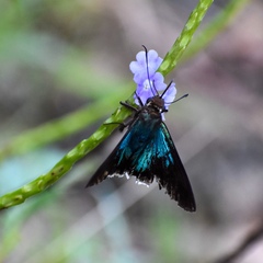 Astraptes habana
