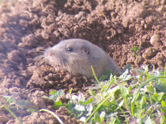 Thomomys