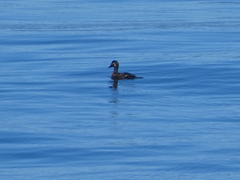 Melanitta perspicillata