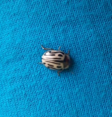 Zygogramma bicolorata