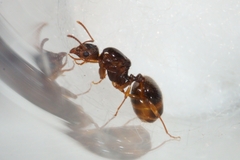 Aphaenogaster subterranea