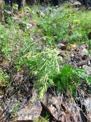 Kitagawia baicalensis