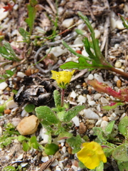 Hemimeris sabulosa