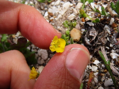 Hemimeris sabulosa