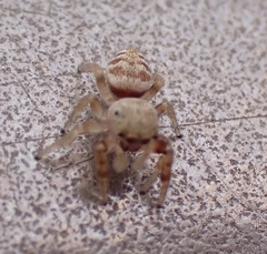 Metaphidippus chera
