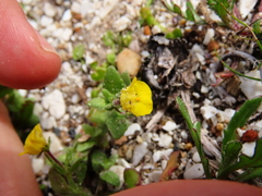 Hemimeris sabulosa