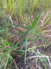 Asclepias longifolia