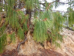 Pinus lumholtzii