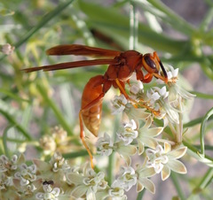 Polistes kaibabensis