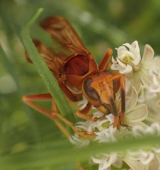 Polistes kaibabensis