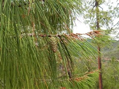 Pinus lumholtzii