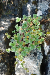 Potentilla villosa