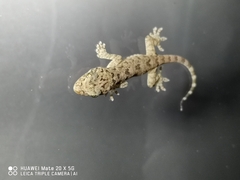 Gekko chinensis