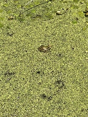 Lithobates palustris