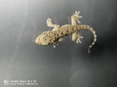 Gekko chinensis