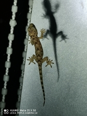 Gekko chinensis