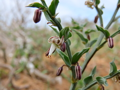 Asparagus undulatus