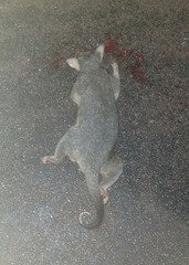 Trichosurus vulpecula arnhemensis