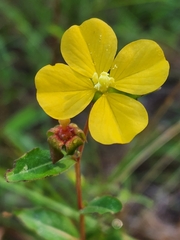 Ludwigia maritima