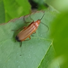 Rhagonycha fulva