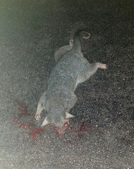 Trichosurus vulpecula arnhemensis