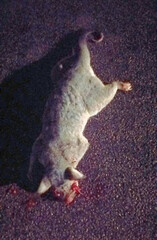 Trichosurus vulpecula arnhemensis