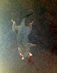 Trichosurus vulpecula arnhemensis