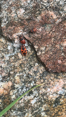 Pyrrhocoris apterus