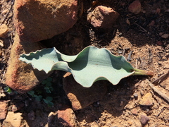 Eriospermum lanceifolium