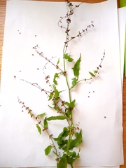 Rumex sanguineus