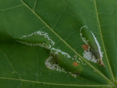 Phyllonorycter joannisi