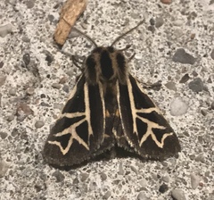 Apantesis williamsii