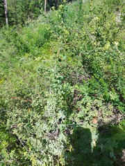 Spiraea aquilegifolia