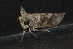 Microcentrus perditus
