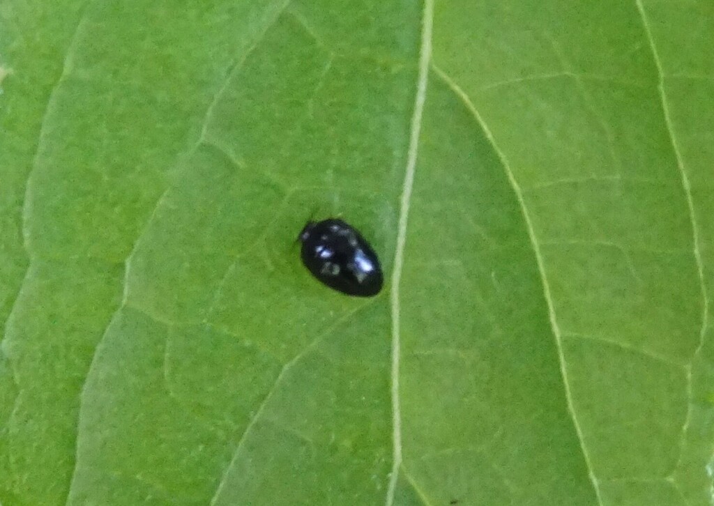 Galbellinae