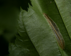 Phyllonorycter tenerella