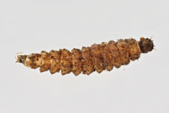 Forcipomyiinae