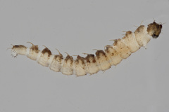 Forcipomyiinae