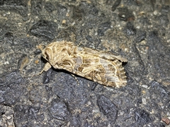Spodoptera praefica