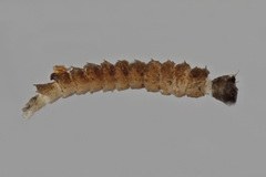 Forcipomyiinae