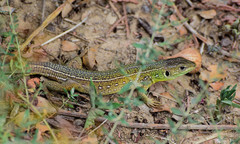 Lacerta trilineata